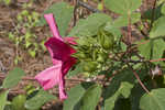 Rosemallow